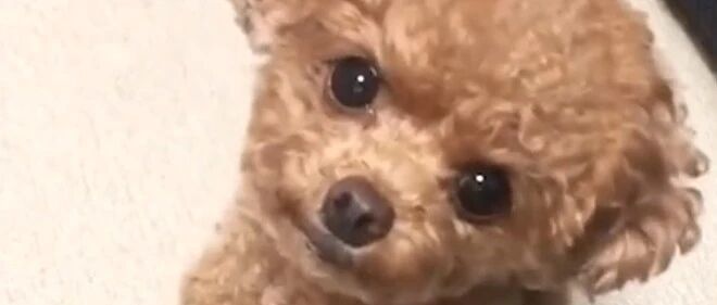 小泰迪合集，不要太可爱了！