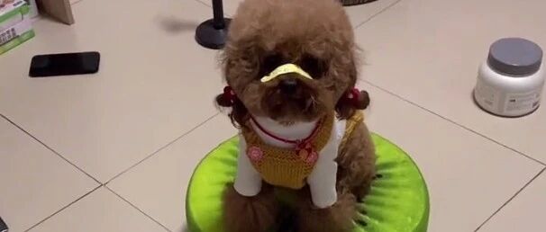 泰迪不愿意收拾房间还发脾气，瞧它的反应太逗了