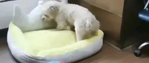 泰迪叼一百元扔给主人：走，带我去遛弯，主人：成交！