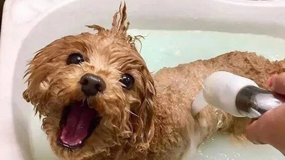 小泰迪都是乖宝宝？呵...那是你没见过这只泰迪....