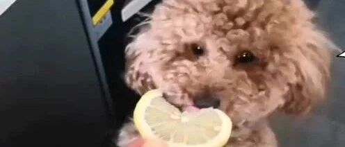 主人拿柠檬和火腿肠给泰迪吃，泰迪坚决不吃柠檬，一口吞掉火腿肠