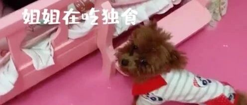 看见姐姐在吃独食，这下泰迪宝宝不干了！