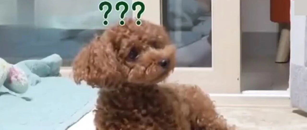 主人录下门铃声逗小泰迪，这也太皮了吧