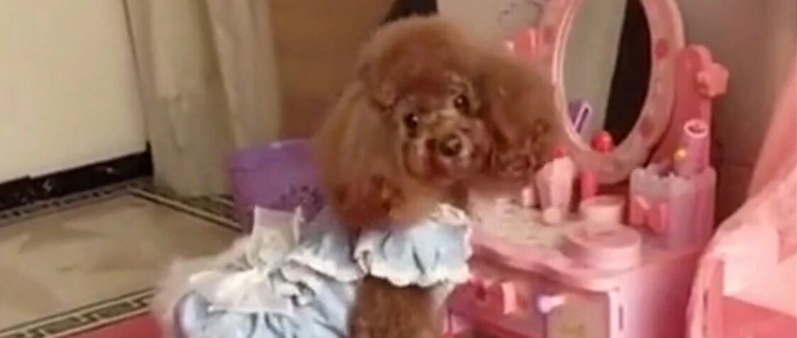 泰迪最喜欢的就是自己的梳妆台了，无论如何都要守住！