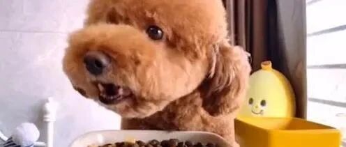 泰迪的一天，想念火锅和烤肉