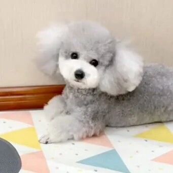 看看主人与狗子的默契是如何养成的！