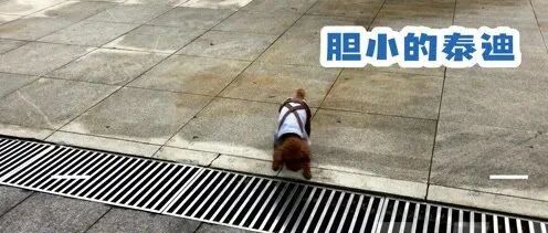 胆小的泰迪，这么窄的排水沟都不敢过，哈哈