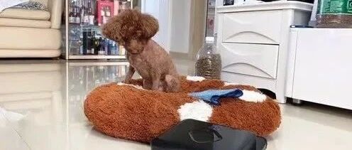 泰迪大战拖地机，恨不得直接给它拆了，狗子：来呀互相伤害