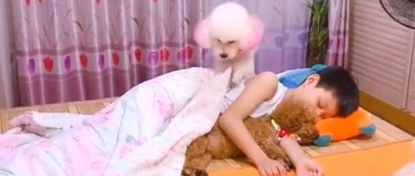 这泰迪也太会照顾人了吧，哪里可以找到这样的保姆？！