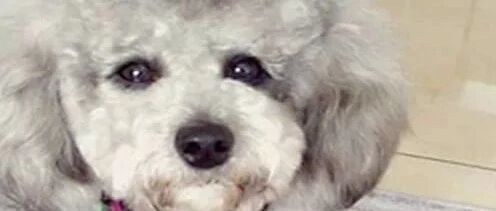 泰迪向主人表忠心，签字画押也毫不犹豫！真听话！