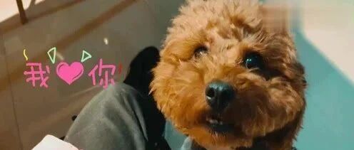 小主人没有抱泰迪，泰迪伤心的眼泪汪汪，躲一边哭了