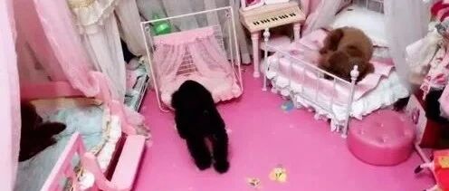 小泰迪们每天自己选择睡哪个小床，这高贵优雅的贵族气质绝了
