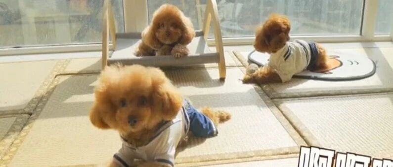 4只泰迪一起晒太阳，看着都觉得心里暖洋洋的！