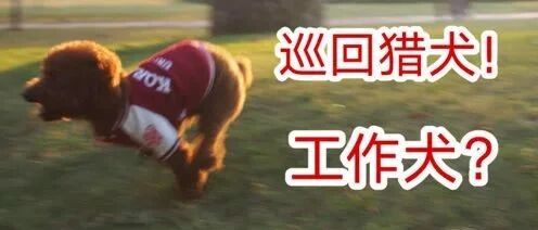 用泰迪测试寻回猎犬训练，小泰迪能通过吗？