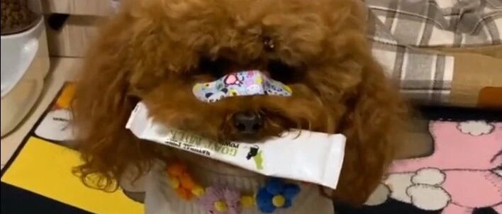 泰迪非要喝奶粉，主人无奈妥协，看这小模样真可爱