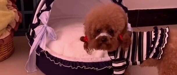 泰迪不愿意把摇篮给妹妹，瞧它的做法成精了