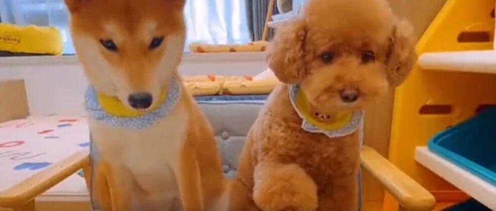 泰迪和柴犬，2只单身狗，七夕这样过？