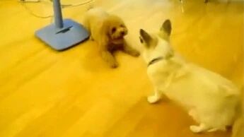 泰迪到柯基家作客，一点都不客气，还反客为主了！