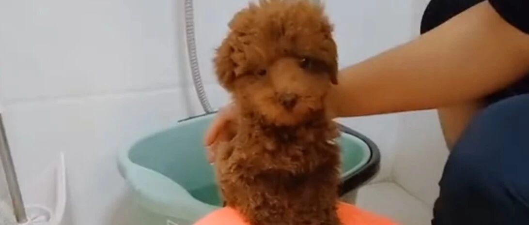 四个月的小泰迪第一次洗澡，是不是很害怕？