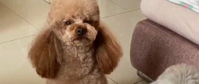 主人说大泰迪眼睛小的跟豆子似的，大泰迪气的冲主人大叫，太逗了