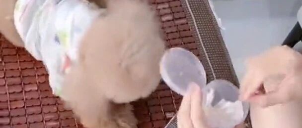 看到主人掏出棉签时，泰迪立马知道怎么配合，此狗已成精