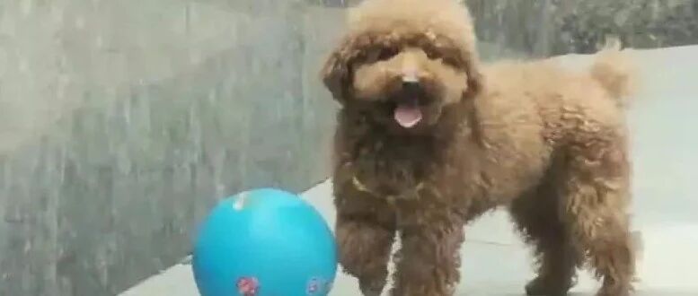 小泰迪街边大秀球技，真是民间高手