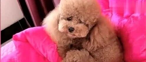 小主人不停地哭闹，泰迪一脸的嫌弃，主人：太可怜了~