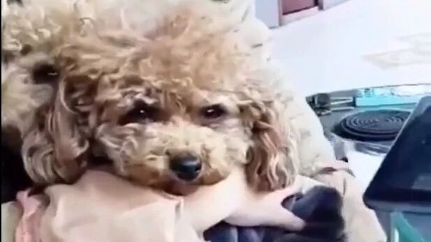 泰迪告诉你什么叫无障碍交流