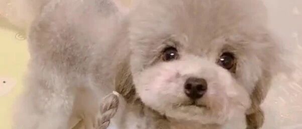 泰迪想到床上却上不去，可旁边就有楼梯哇！