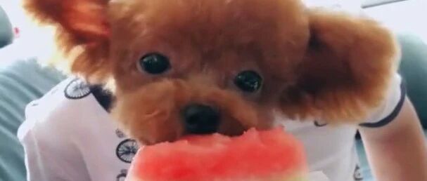 夏天就要吃西瓜，泰迪吃起来到了一种忘我的境界