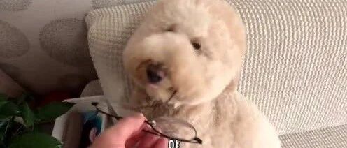 大泰迪：走开走开~我不知道这肯定不是我做的！