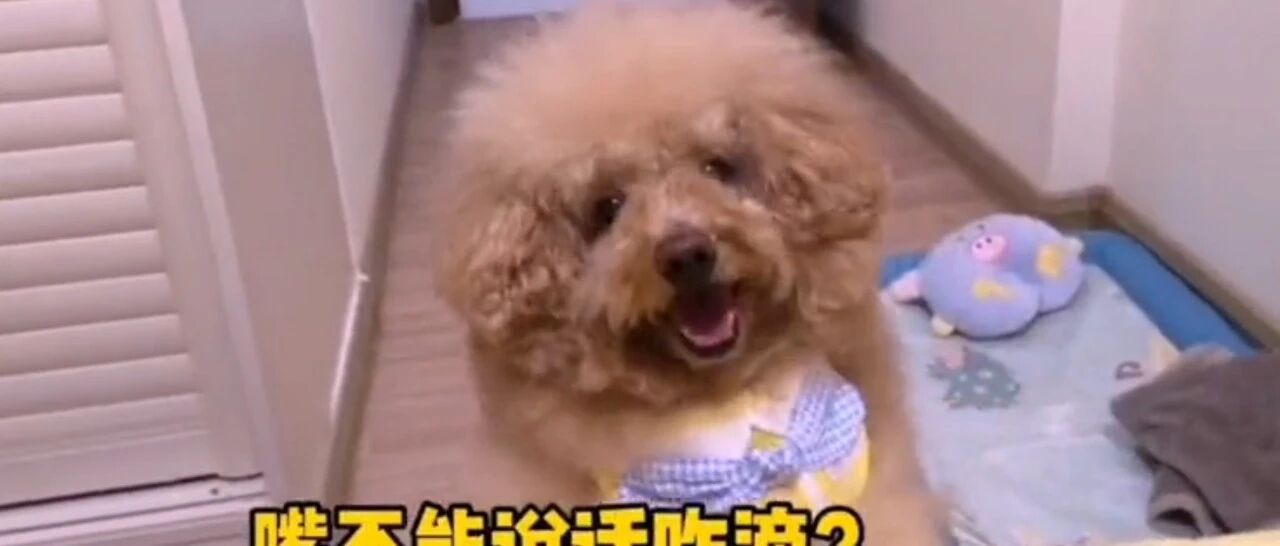 泰迪生起气来怎么都哄不好，