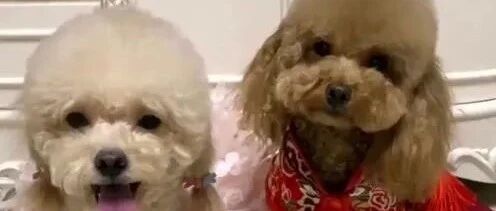 泰迪舍不得孩子，听到主人要抱走孩子，立马慌了