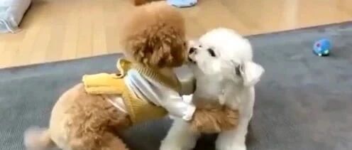 如果泰迪和比熊在一起，那么生出来的是泰迪熊吗？