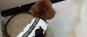 泰迪：麻麻你就别劝我了，今天我必须要出去闯闯