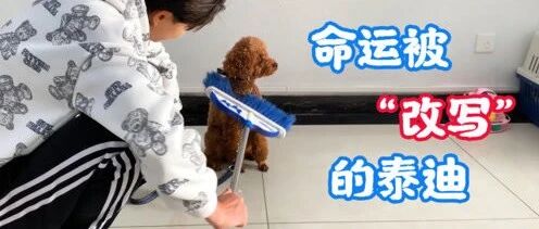 2岁泰迪乱拉乱叫，差点就要被卖了，最后命运会被改写吗？