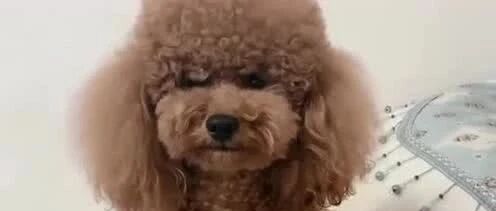 泰迪生病了，听到妈妈生日不想让妈妈担心它就把药喝了，太懂事了