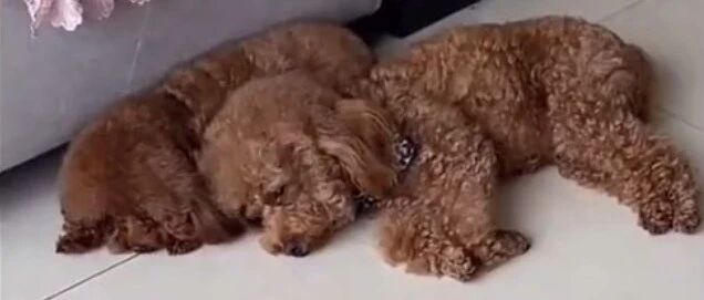 这是谁家的泰迪要成精了吧，实力坑爹啊！