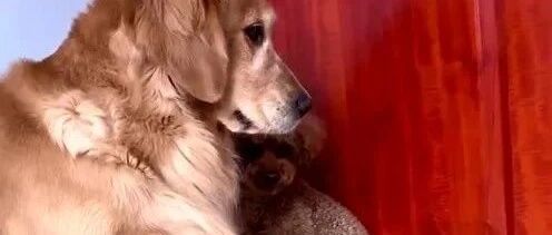 听见外面有动静，小泰迪坐立难安金毛像个大姐姐一样安慰它