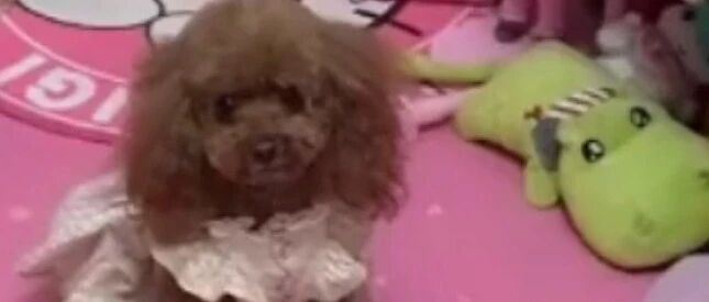 泰迪小公主脾气，玩具扔的乱七八糟，不收拾还要扔垃圾桶里