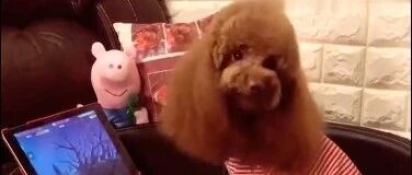 别人家的泰迪，简直就是小人精，怪不得待遇这么好了