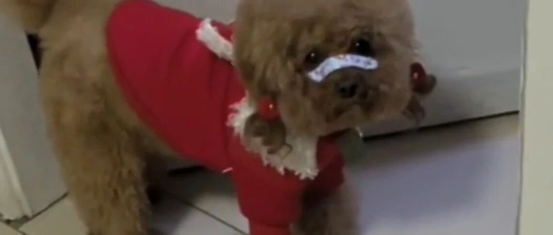 泰迪真是个“守财奴”，瞧它的反应太可爱了