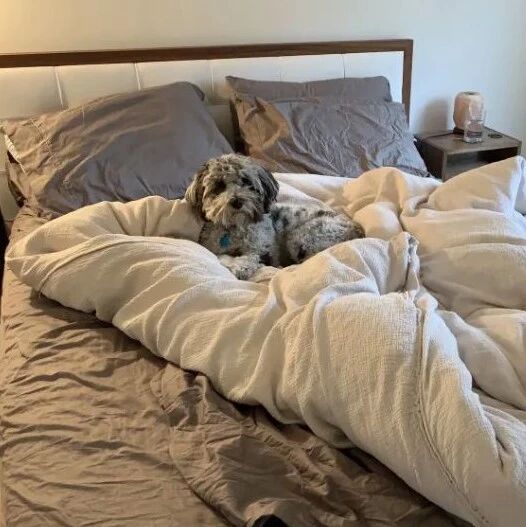 冬天来了，当床上长出狗怎么办？只需这13步！