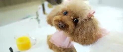 泰迪变身小公主，爱了！