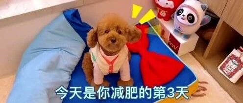 泰迪：又减肥？铲屎官：才掉0.1公斤，只能吃菜！