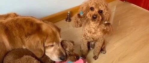 金毛抱着别的狗狗睡觉，小泰迪生气了，平时金毛都是抱着它睡觉的