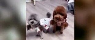 主人让小泰迪交生活费，看它们什么反应，结果搞笑了