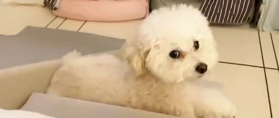 见过吃醋的泰迪吗! 小脾气上来还不小！