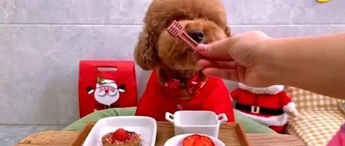 泰迪的新年餐，全是喜庆色，单身狗都羡慕！