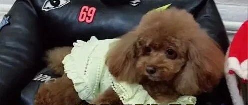 泰迪是如何打发无聊时间的，一起来学学吧！